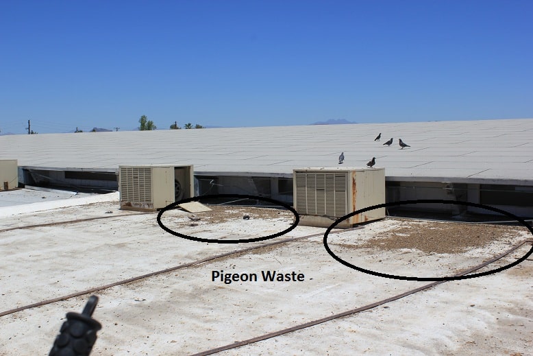 Pigeon Waste on a commercial foam roof in Phoenix, AZ